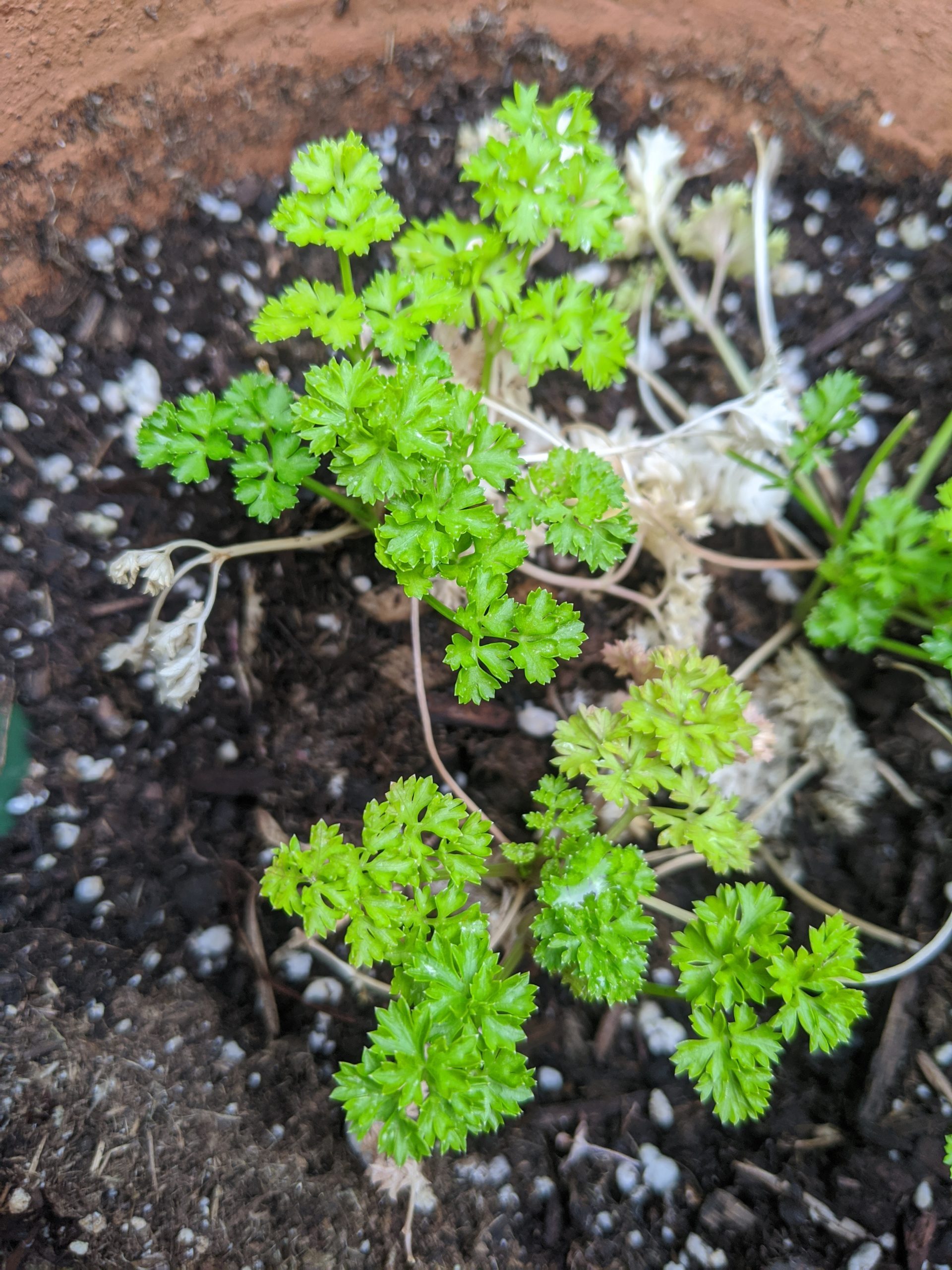 How to Grow, Preserve, Dry, Store, and Use Parsley Kitchen Foliage