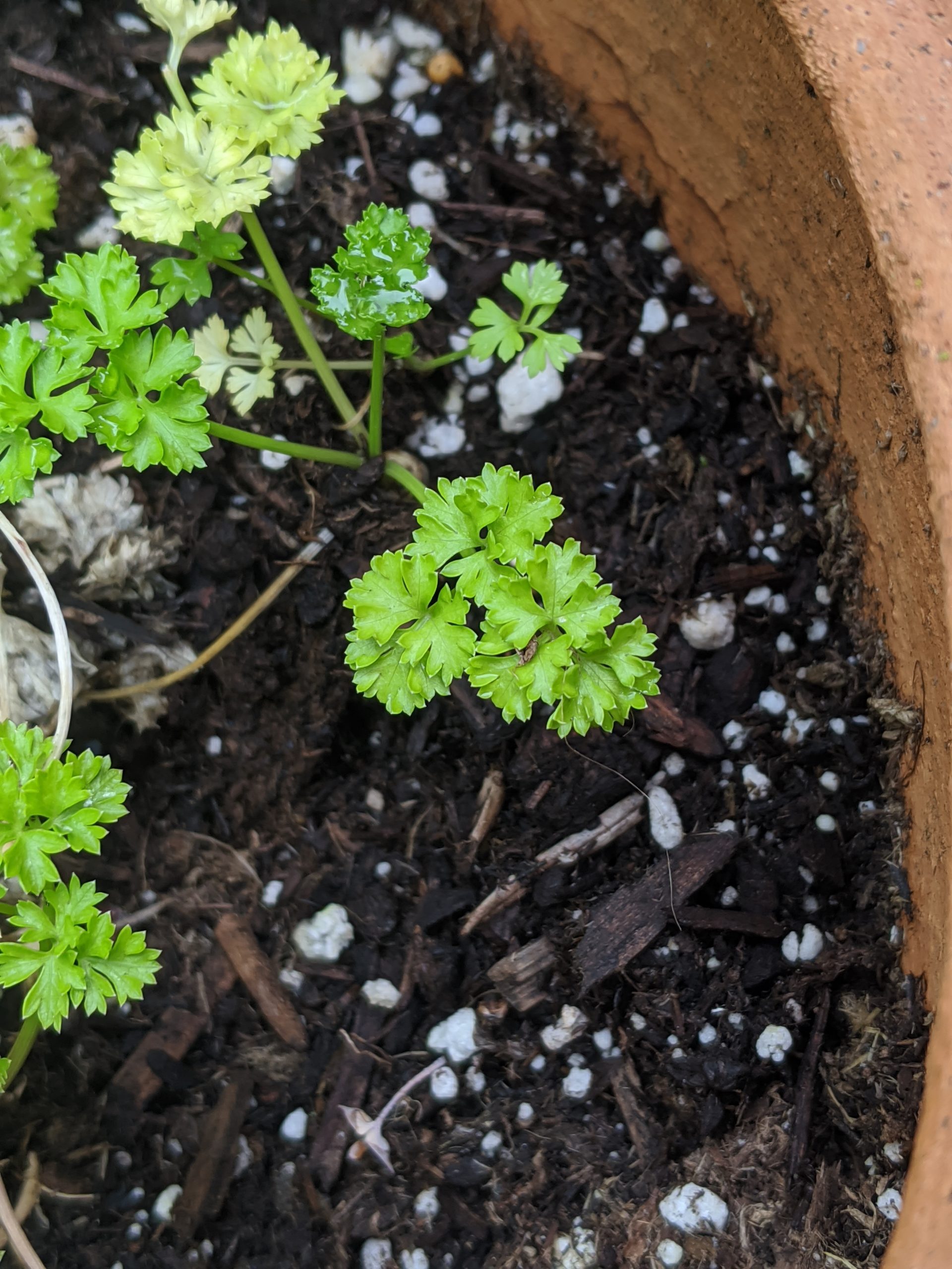 How to Grow, Preserve, Dry, Store, and Use Parsley Kitchen Foliage